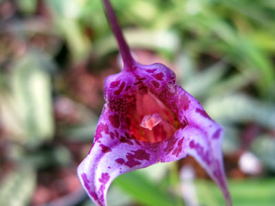 Masdevallia chaparensis