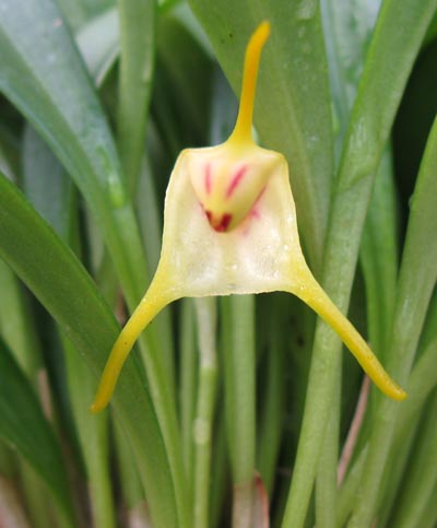 Masdevallia chasei