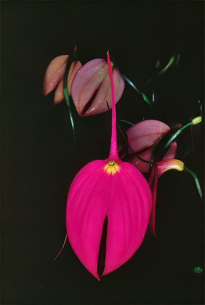 Masdevallia coccinea