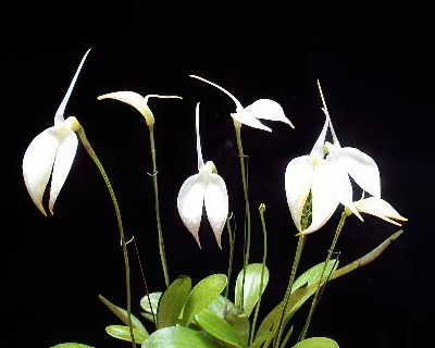 Masdevallia coccinea alba