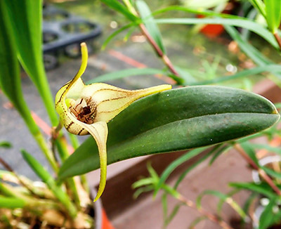 Masdevallia coriacea