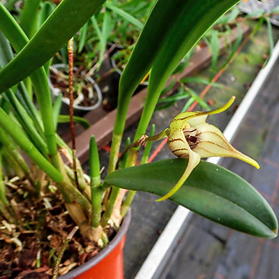 Masdevallia coriacea