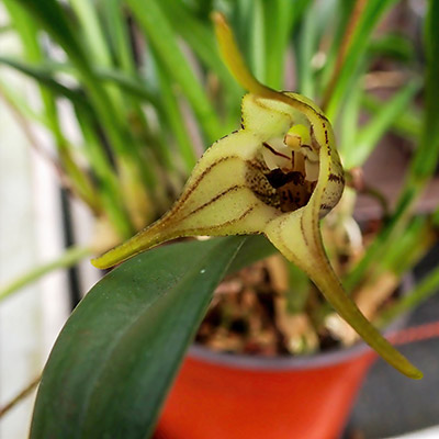 Masdevallia coriacea