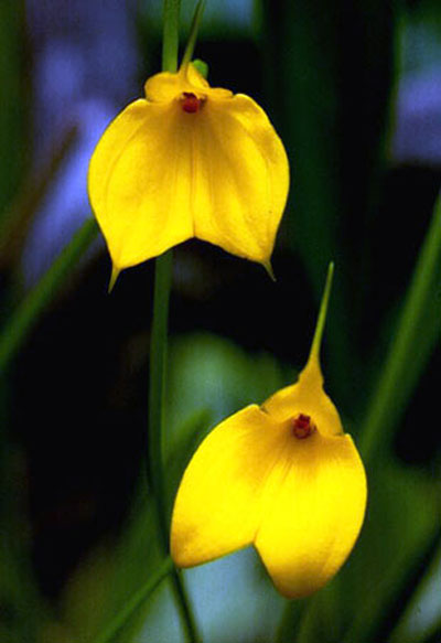 Masdevallia davisii