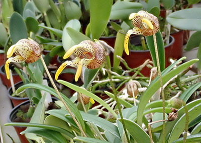 Masdevallia dynastes