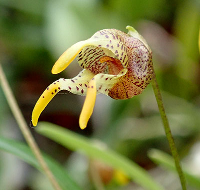 Masdevallia dynastes