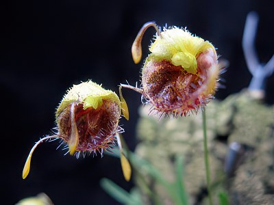 Masdevallia erinacea