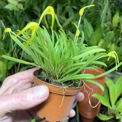 Masdevallia falcago