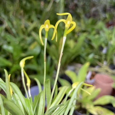 Masdevallia falcago