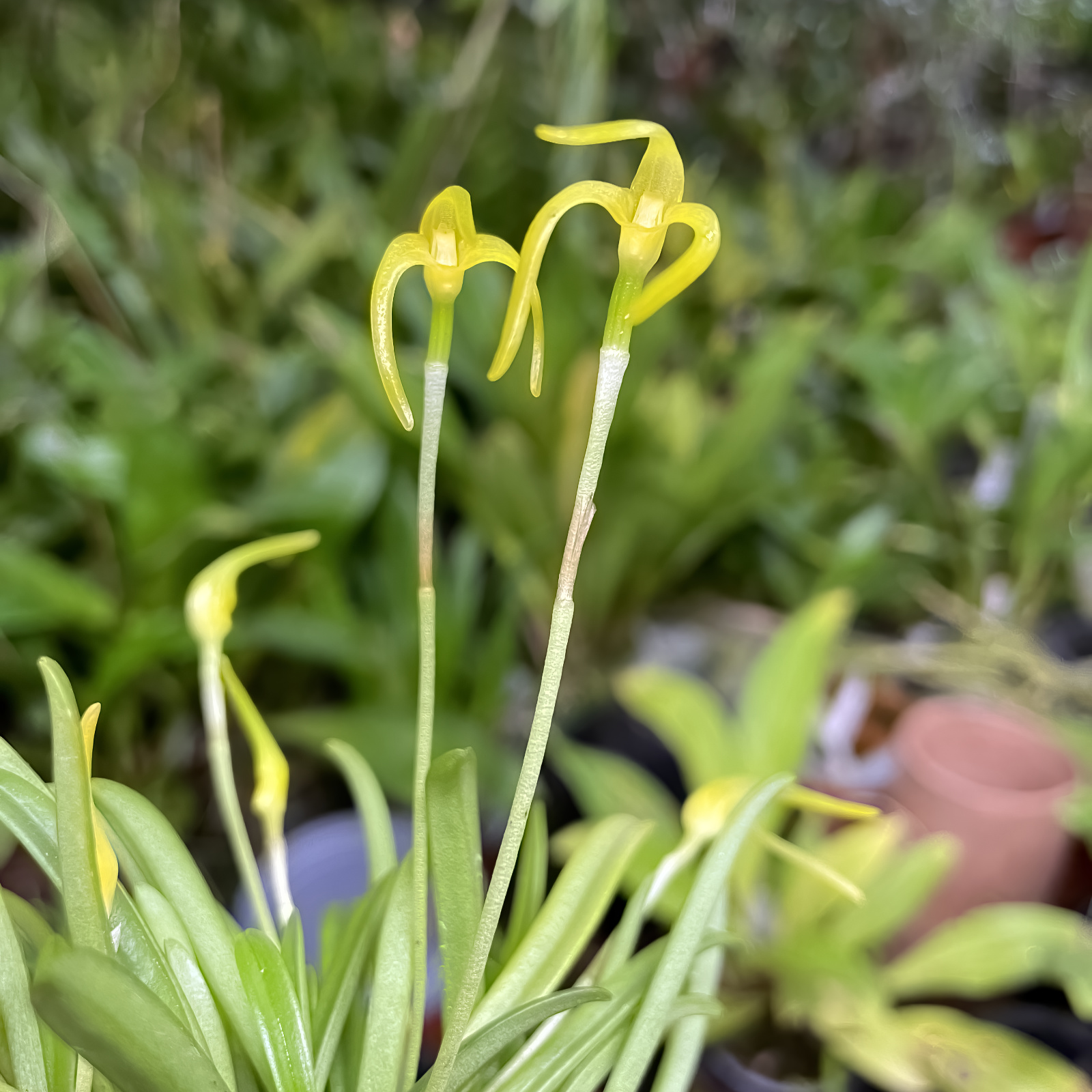 Masdevallia falcago