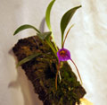 Masdevallia glandulosa