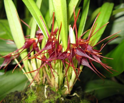 Masdevallia herradurae