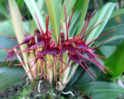 Masdevallia herradurae