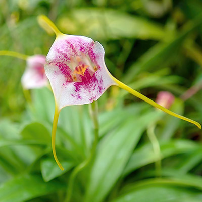 Masdevallia ionocharis