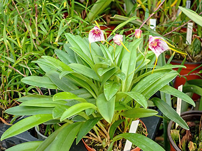 Masdevallia ionocharis