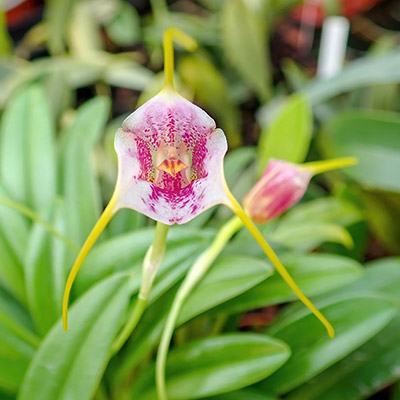 Masdevallia ionocharis