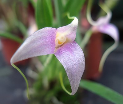 Masdevallia lamprotyria