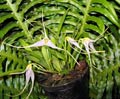 Masdevallia lilacina