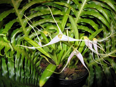 Masdevallia lilacina