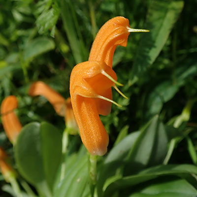 Masdevallia maxilimax