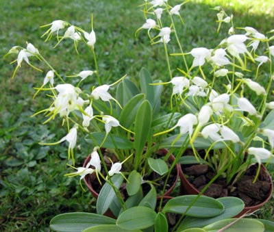 Masdevallia melanopus