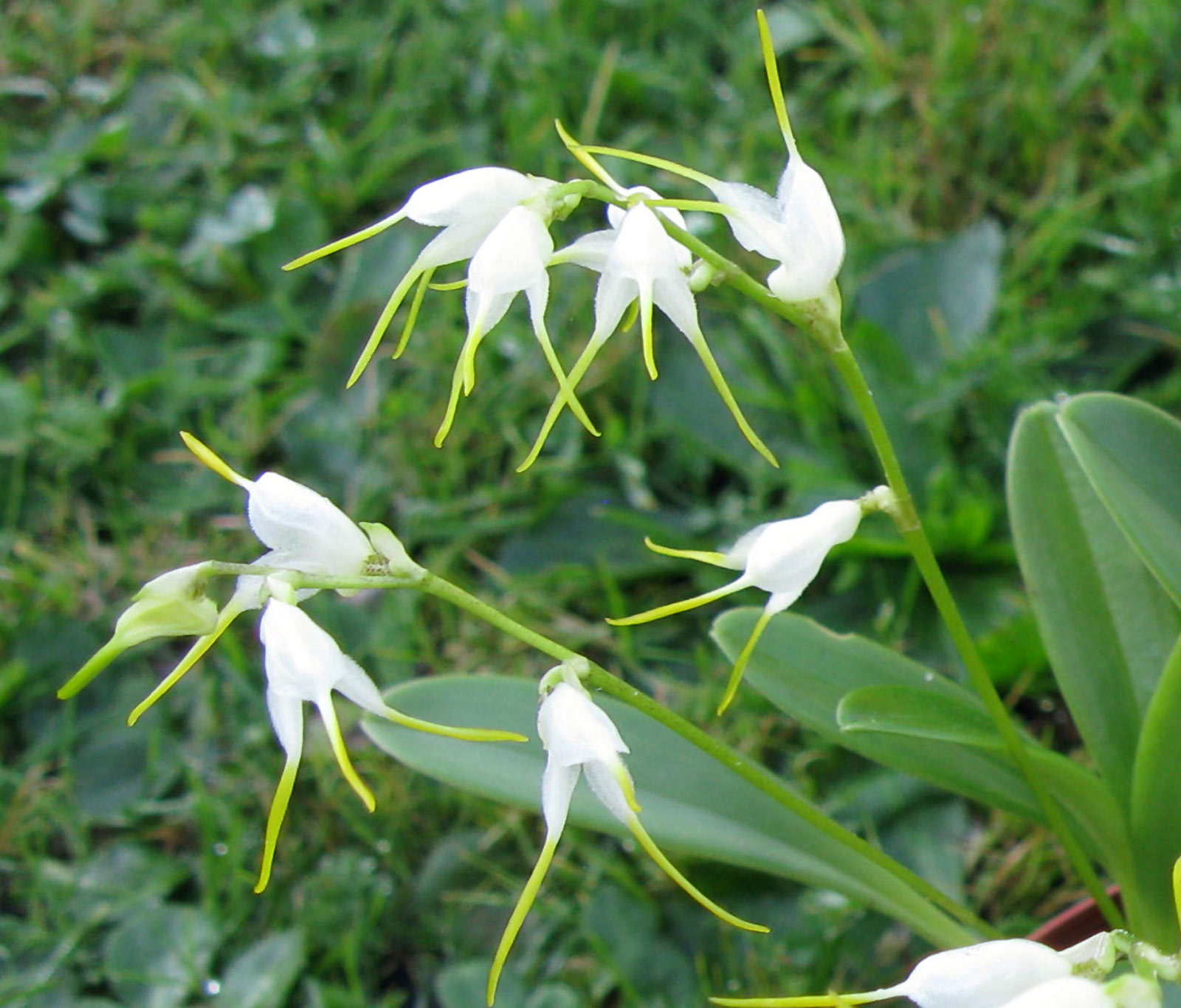 Masdevallia melanopus