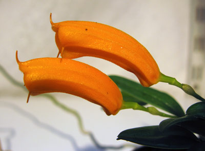 Masdevallia mendozae