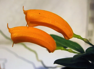 Masdevallia mendozae