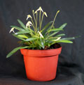 Masdevallia minuta