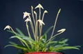Masdevallia minuta