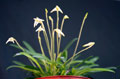 Masdevallia minuta