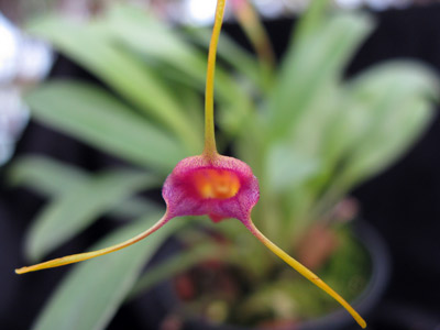 Masdevallia  X mystica