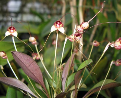 Masdevallia nidifica