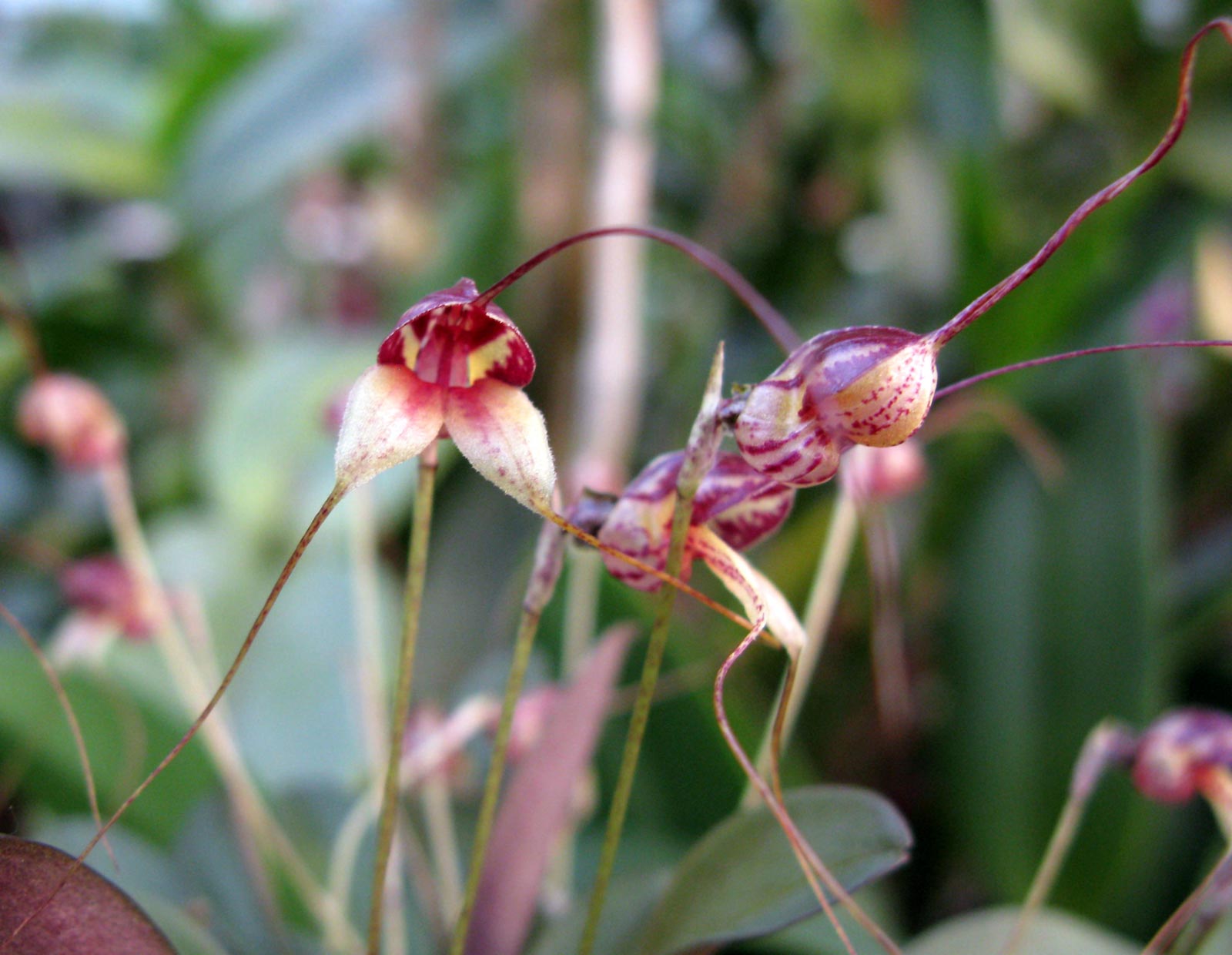 Masdevallia nidifica