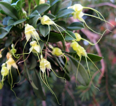 Masdevallia nidifica var. alba