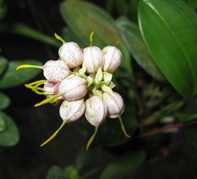 Masdevallia ova-avis