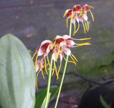 Masdevallia ova-avis