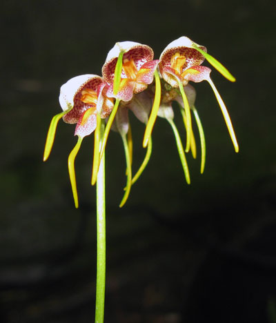 Masdevallia ova-avis