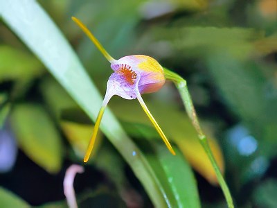 Masdevallia paivaeana