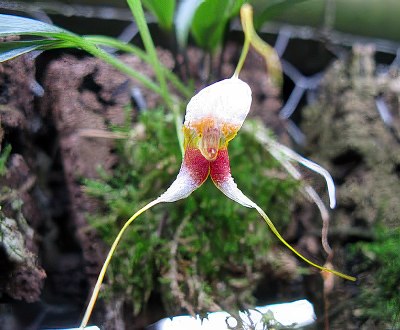 Masdevallia papilosa