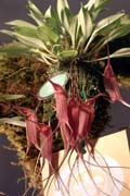 Masdevallia patula