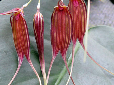 Masdevallia patula