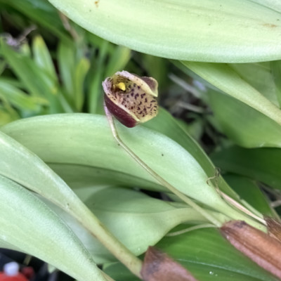 Masdevallia pelicaniceps