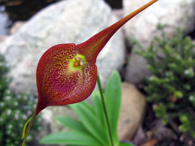 Masdevallia princeps