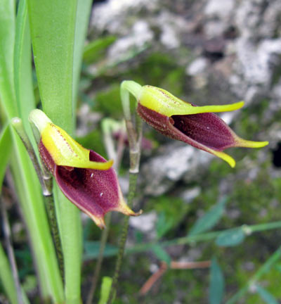 Masdevallia pyxis