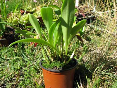 Masdevallia pyxis