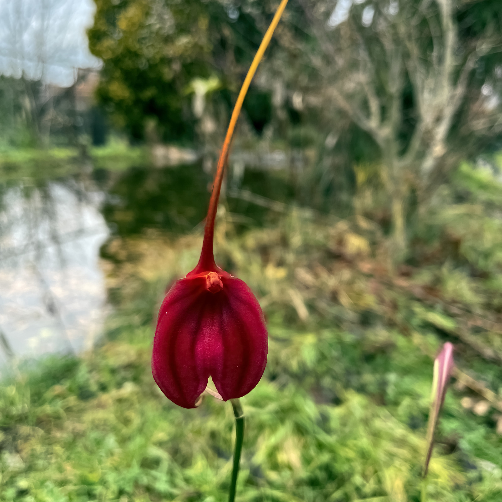 Masdevallia ,Red Magic'