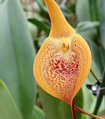 Masdevallia reginae