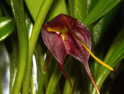 Masdevallia rolfeana