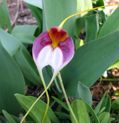 Masdevallia schroederiana